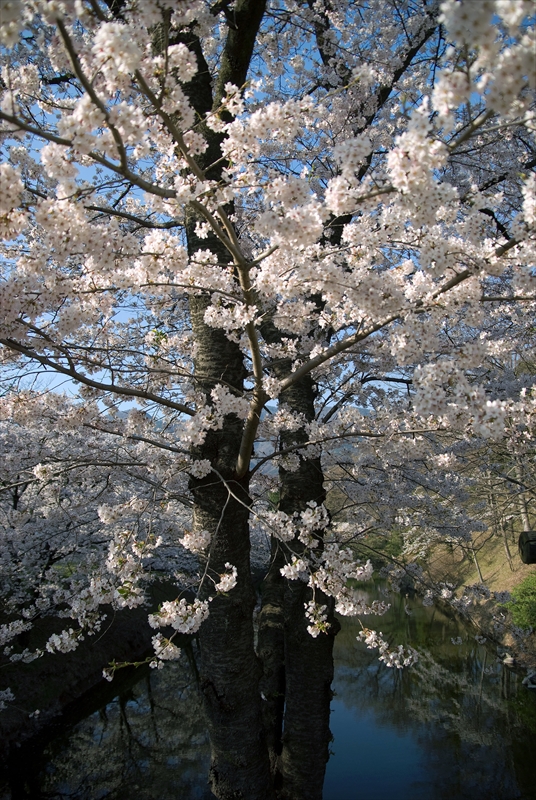 1099_上田城跡公園_長野