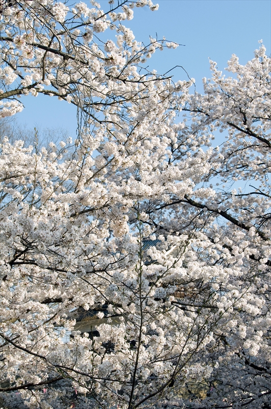 1102_上田城跡公園_長野
