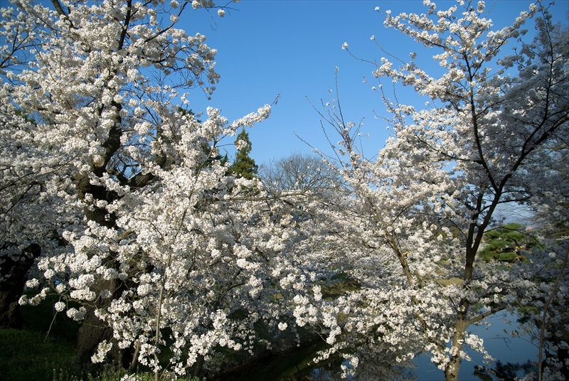 1103_上田城跡公園_長野