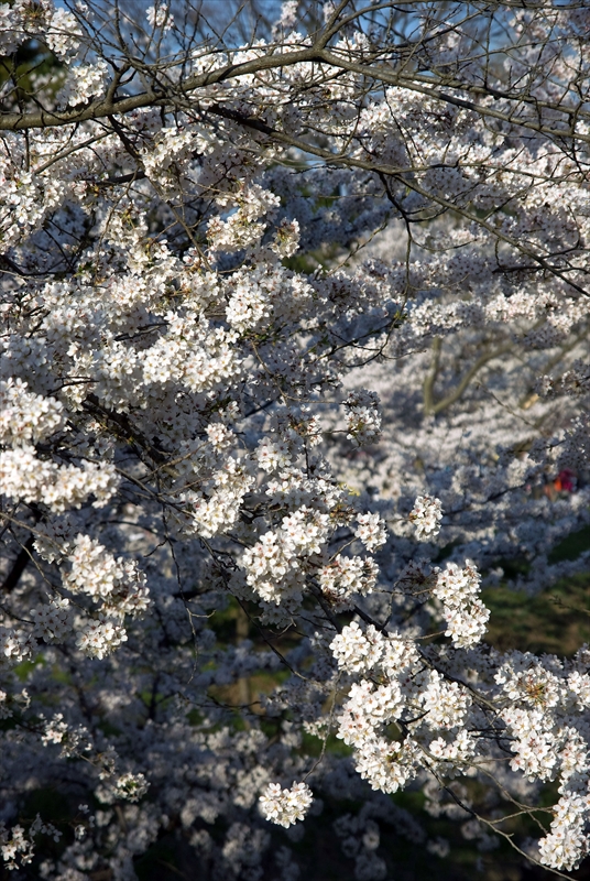 1104_上田城跡公園_長野