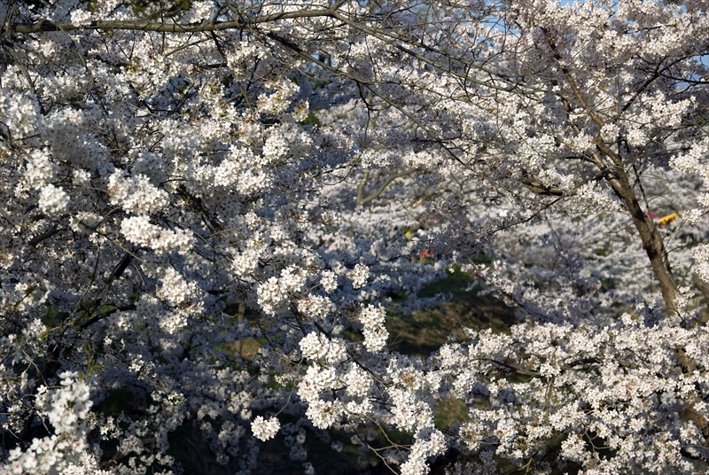 1105_上田城跡公園_長野