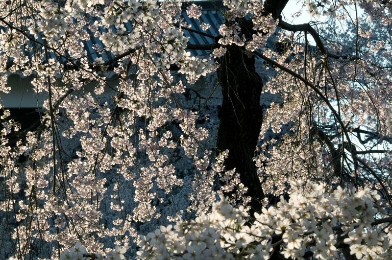 1109_上田城跡公園_長野
