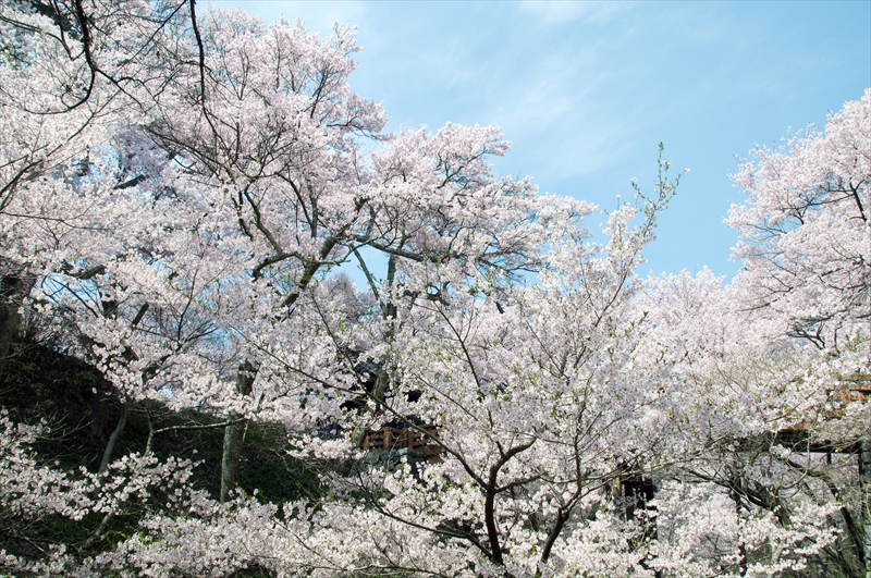 1011_高遠城址公園_長野