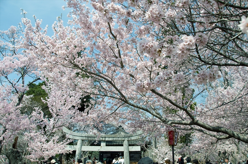 1016_高遠城址公園_長野