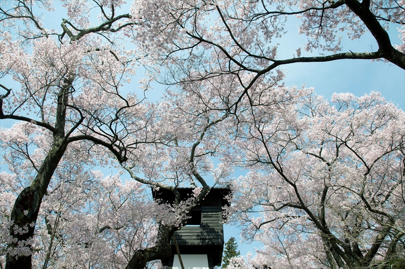 1017_高遠城址公園_長野