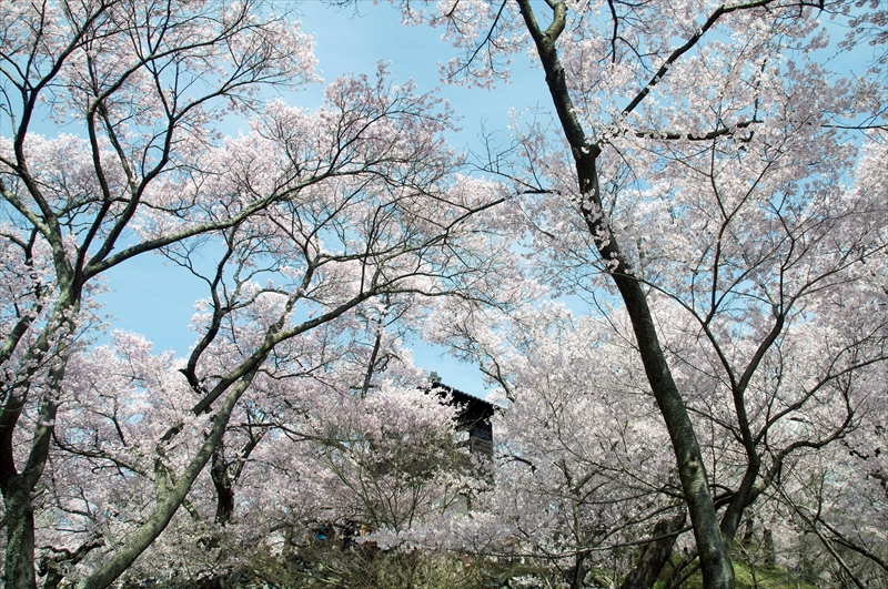 1019_高遠城址公園_長野