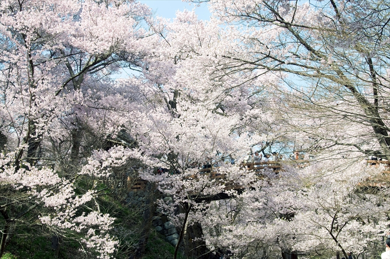1020_高遠城址公園_長野