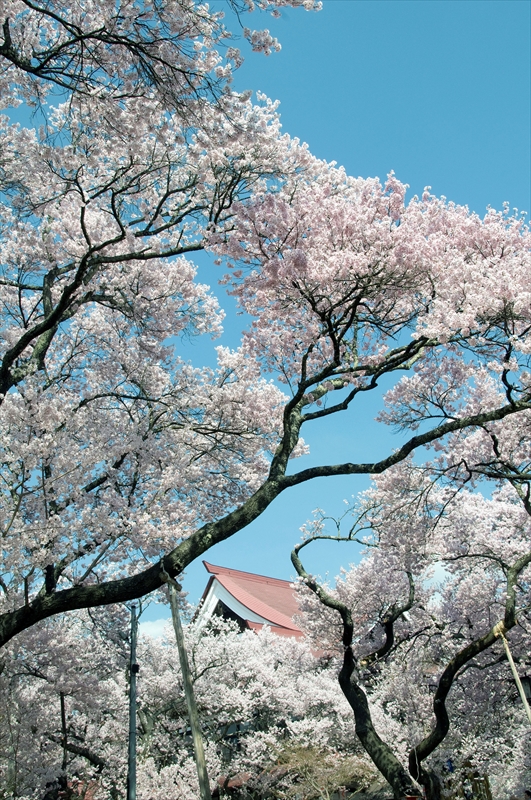 1022_高遠城址公園_長野