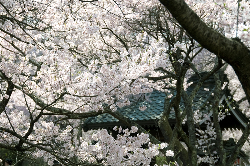 1025_高遠城址公園_長野