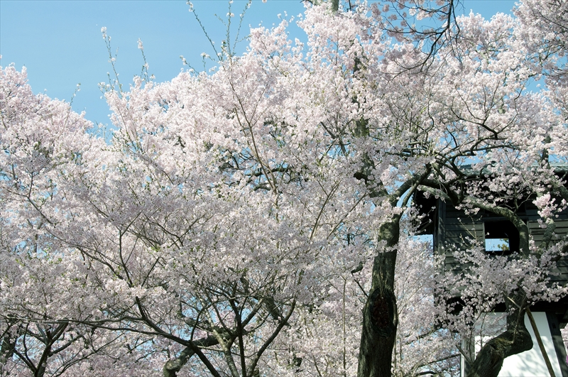 1029_高遠城址公園_長野