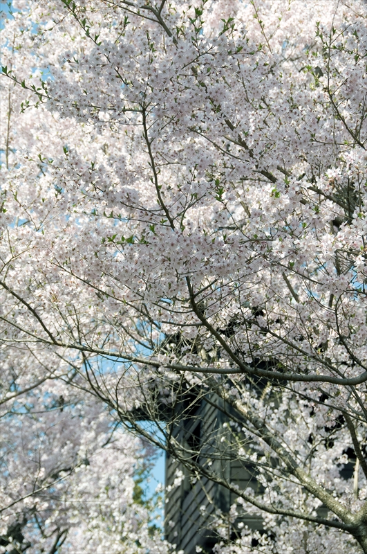 1031_高遠城址公園_長野