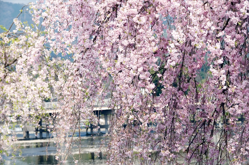 1036_洛西 渡月橋_京都