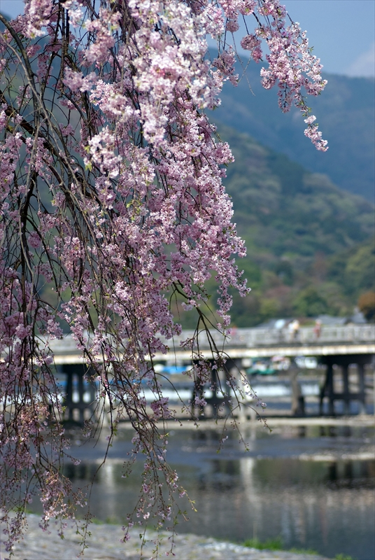 1037_洛西 渡月橋_京都