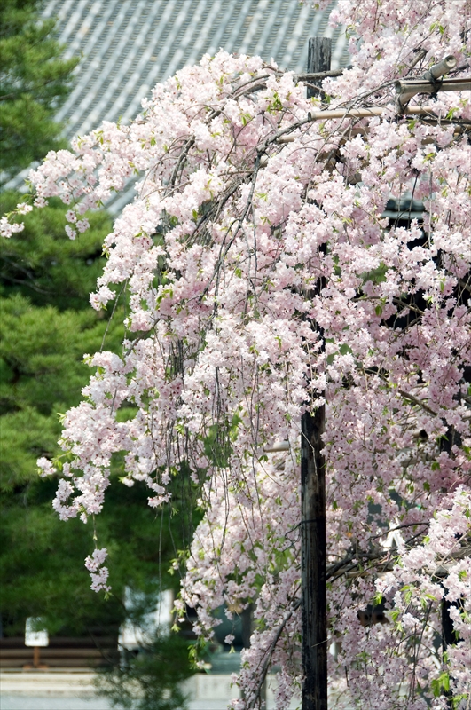 1010_洛西 清凉寺_京都