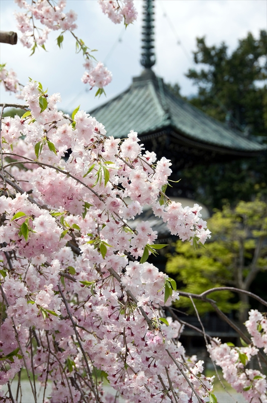 1012_洛西 清凉寺_京都