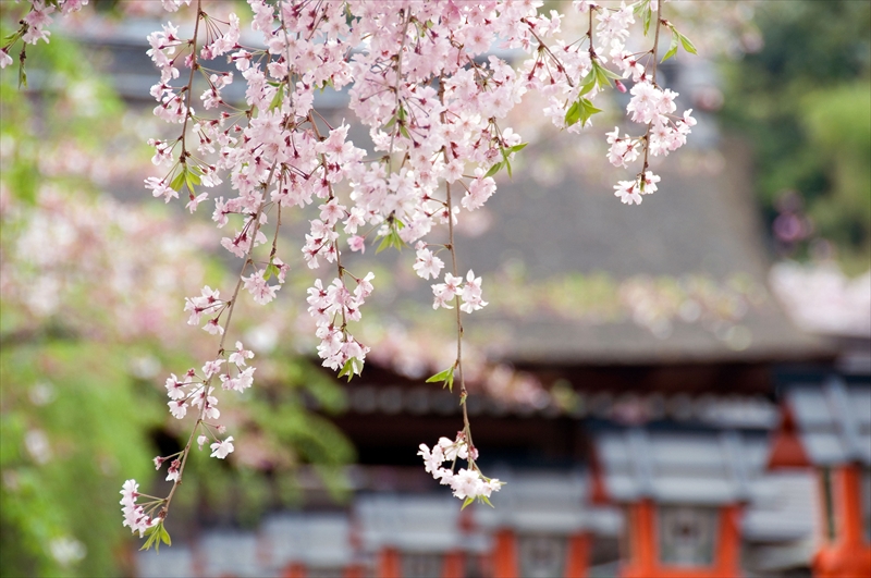 1042_洛中 平野神社_京都