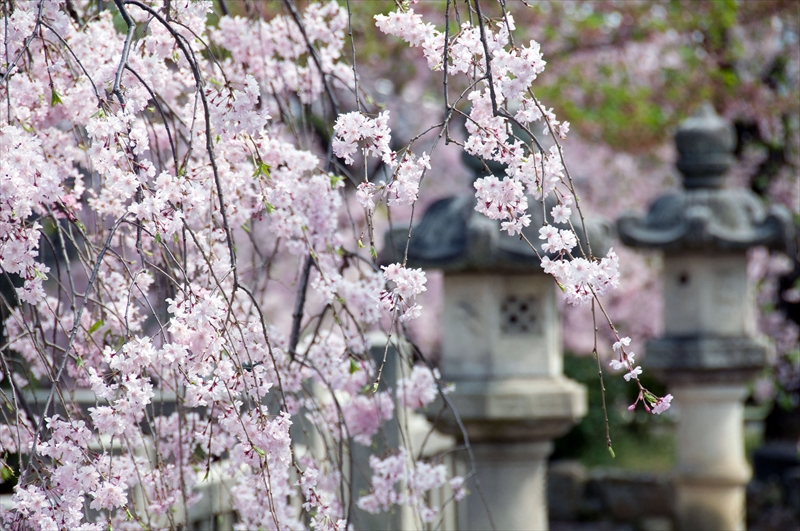 1083_洛中 上品蓮台寺_京都