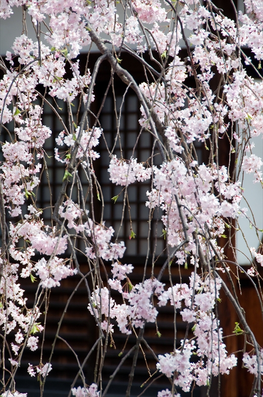 1084_洛中 上品蓮台寺_京都