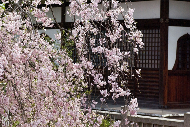 1085_洛中 上品蓮台寺_京都