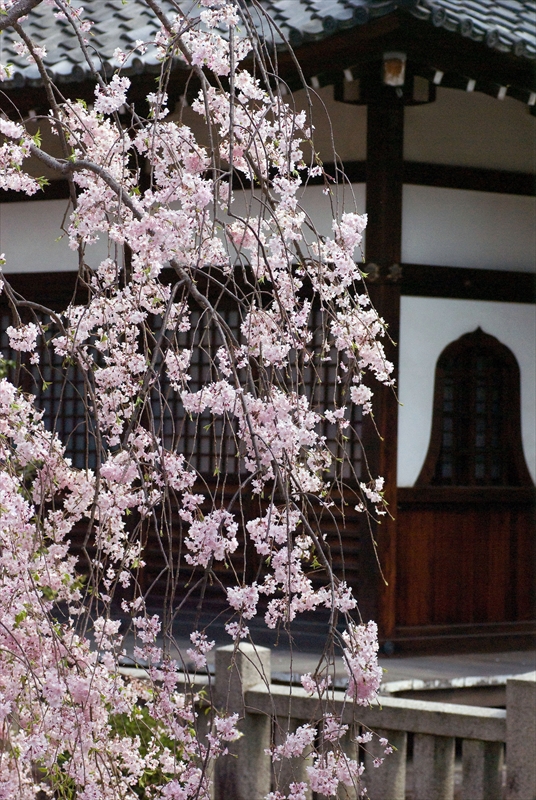 1086_洛中 上品蓮台寺_京都