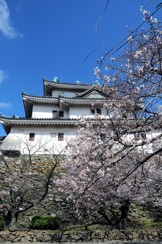 1021_和歌山城_和歌山