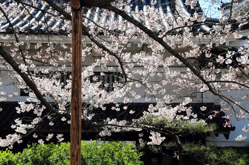 1026_和歌山城_和歌山