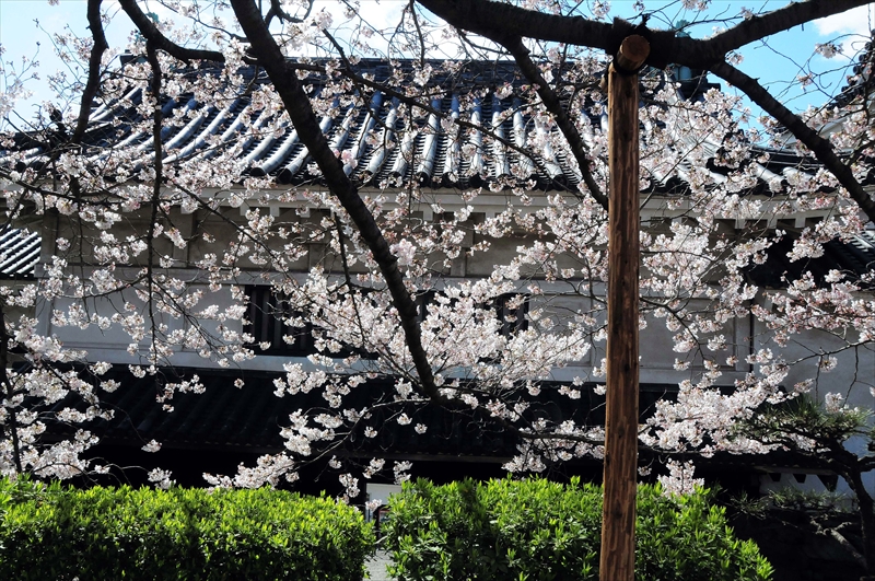 1027_和歌山城_和歌山