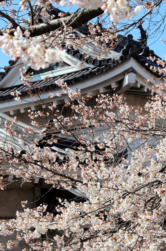 1028_和歌山城_和歌山