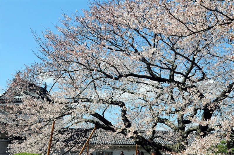 1030_和歌山城_和歌山