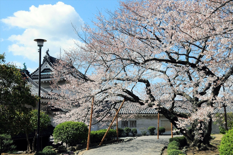 1031_和歌山城_和歌山