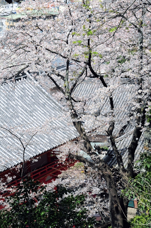 1003_紀三井寺_和歌山