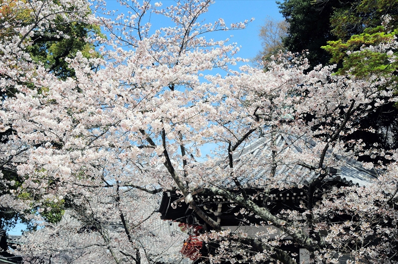 1005_紀三井寺_和歌山