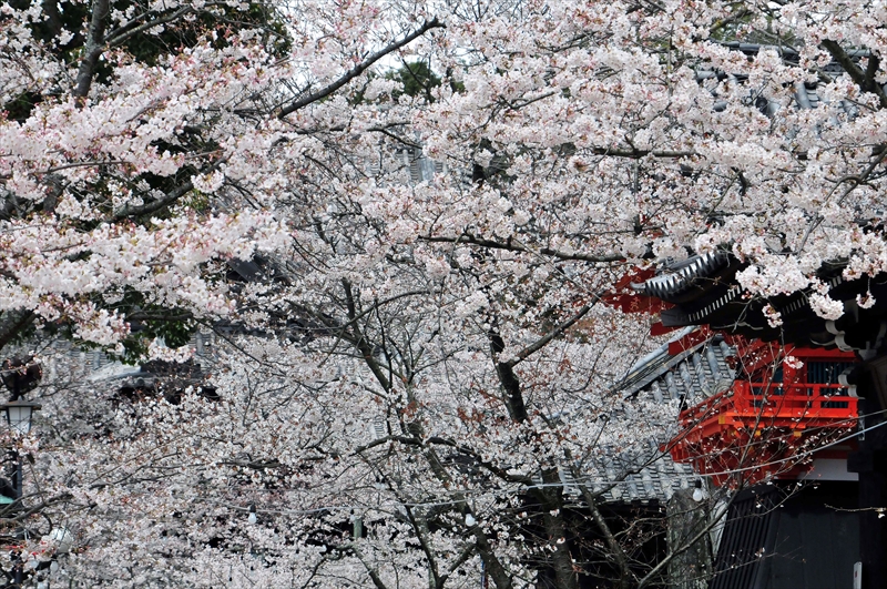 1016_紀三井寺_和歌山