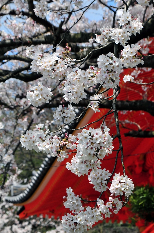 1017_紀三井寺_和歌山