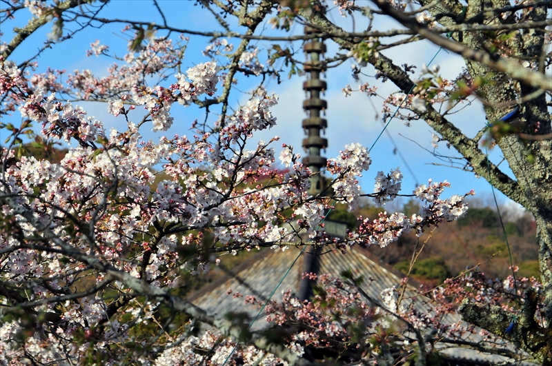 1041_根来寺_和歌山