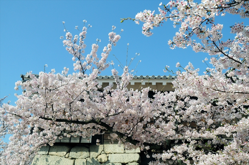 1011_松山城_愛媛