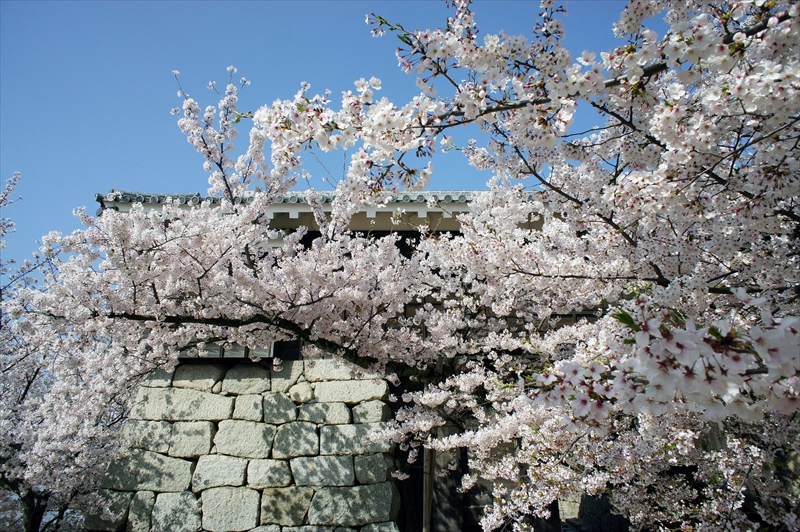 1013_松山城_愛媛