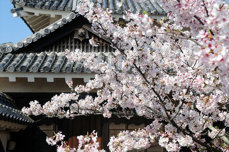 1016_松山城_愛媛