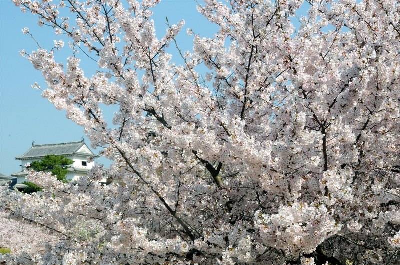 1020_松山城_愛媛