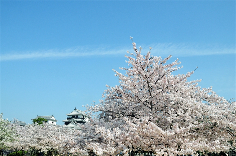 1028_松山城_愛媛