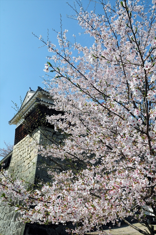 1038_松山城_愛媛