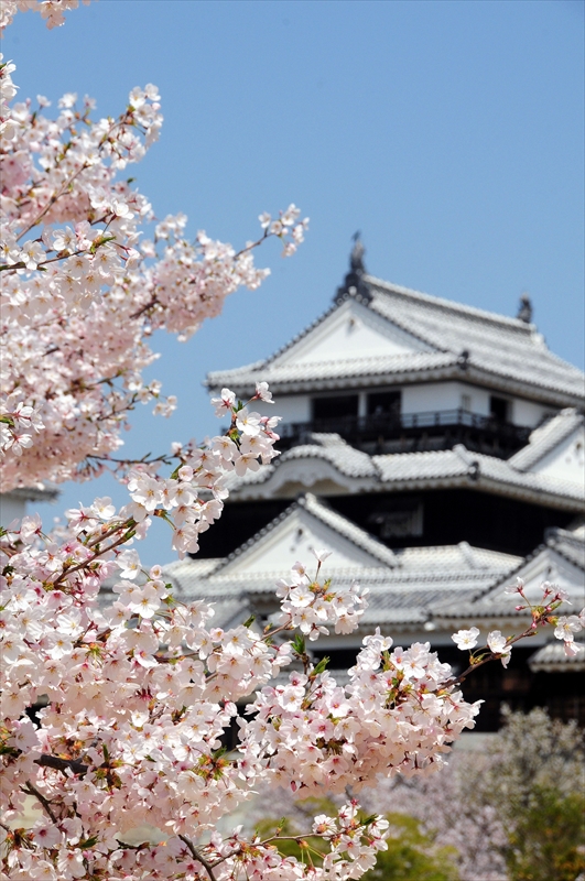 1047_松山城_愛媛