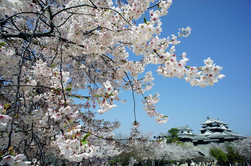 1052_松山城_愛媛