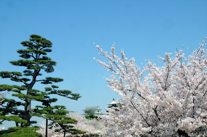 1056_松山城_愛媛