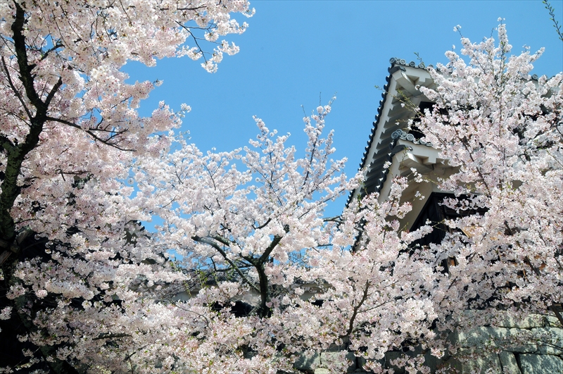 1057_松山城_愛媛