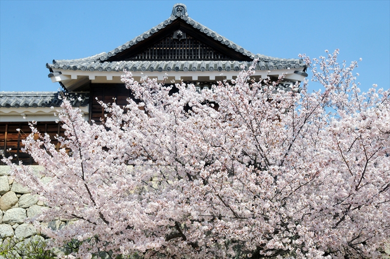 1059_松山城_愛媛