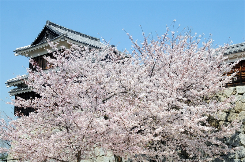 1060_松山城_愛媛