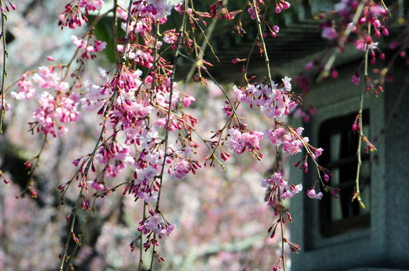 1065_三嶋大社_静岡