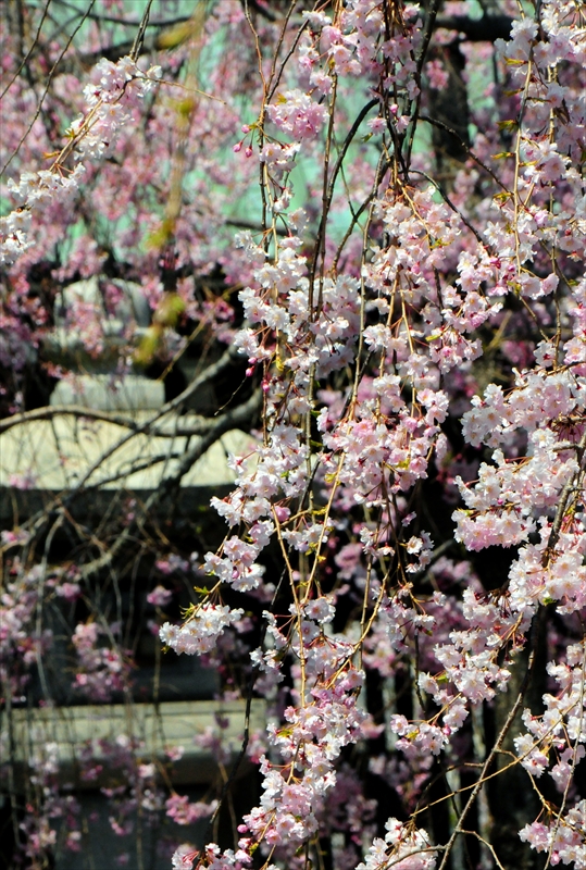 1066_三嶋大社_静岡