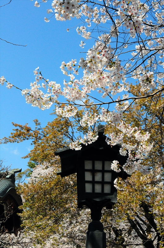 1071_三嶋大社_静岡